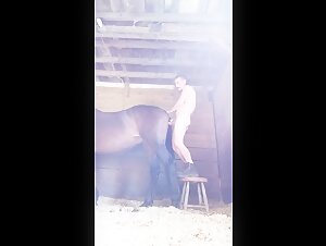 Descubre videos de sexo bestial con un hombre y un caballo.